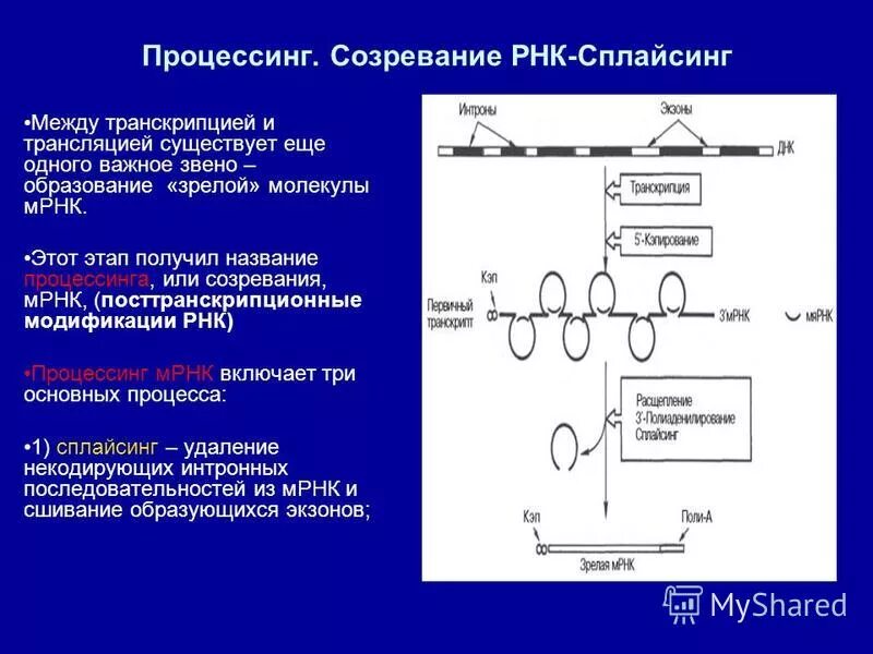 Транскрипция 2 трансляция 3 репликация. Транскрипция 2 трансляция 3 репликация