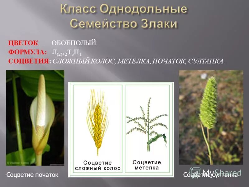 2 семейства злаки однодольные. семейство злаки мятликовые. однодольные семейства злаки. характеристика семейства однодольных 6 класс. однодольные семейство злаковые.