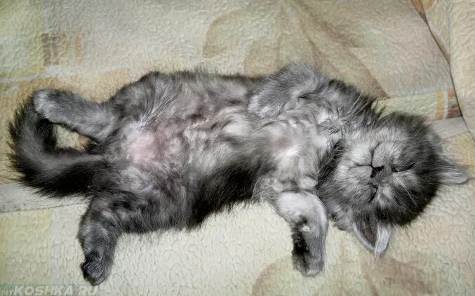 Почему кот ложится на спину. Котенок лежит на спине. котенок на спине. кошка спит на спине. котик пушистый животик.
