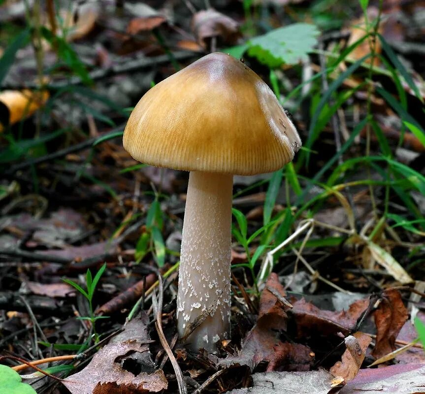 Поплавок желто коричневый. Поплавок жёлто-коричневый (amanita fulva). Amanita fulva гриб. Поплавок желто коричневый. Желто коричневые грибы.