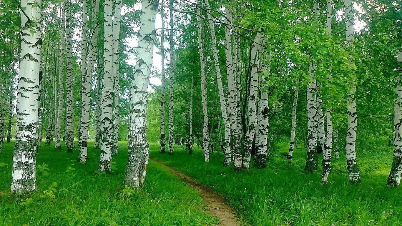 Графская березовая роща. Саракташ березовая роща. новосибирская область березовая роща. березовая роща яранск. берёзовая роща кунгур.