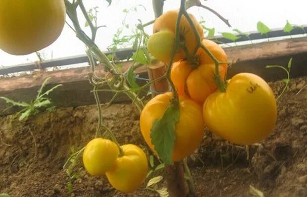 Томат ваше величество. Алтай томат ваше величество. Помидоры ваше величество. Томат ваше величество желтый фото описание. Сорт томата ваше величество.