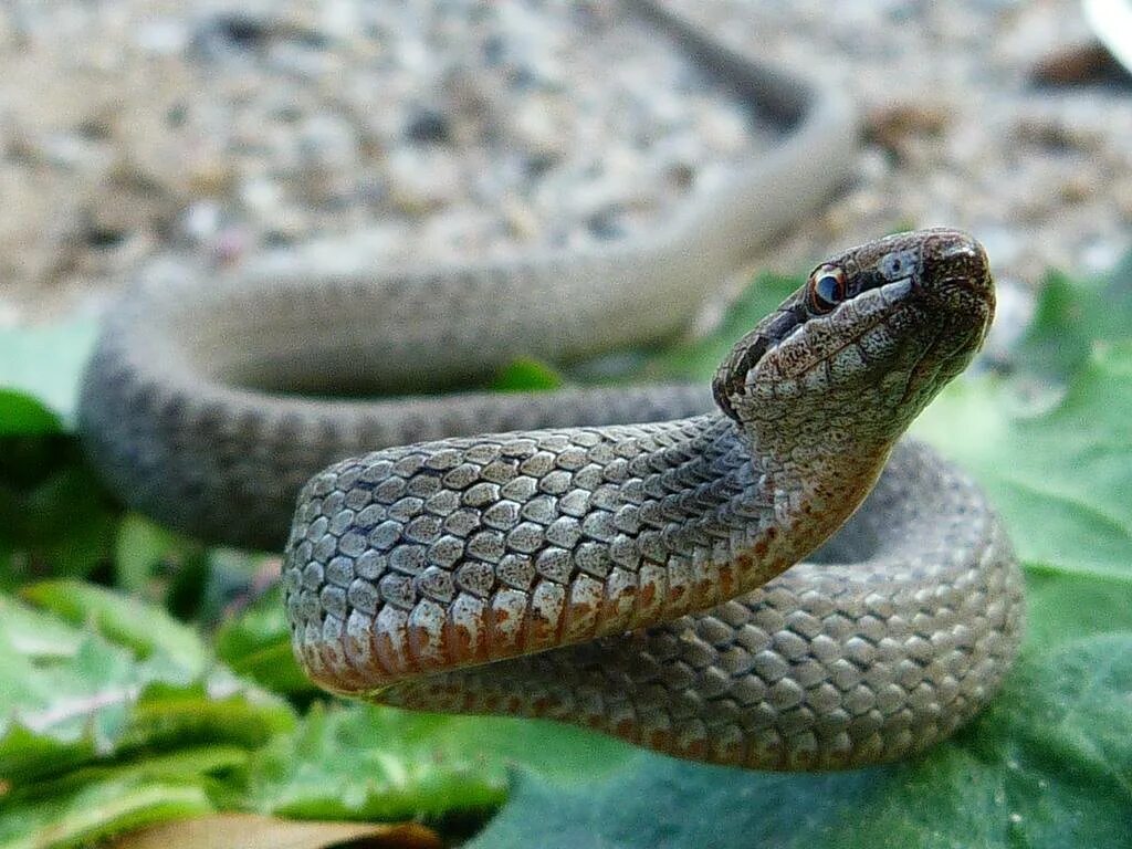 Обыкновенная гадюка (vipera berus). Змеи беларуси фото и названия. Змеи беларуси фото и названия. Змеи беларуси фото и названия. Обыкновенная гадюка (vipera berus).
