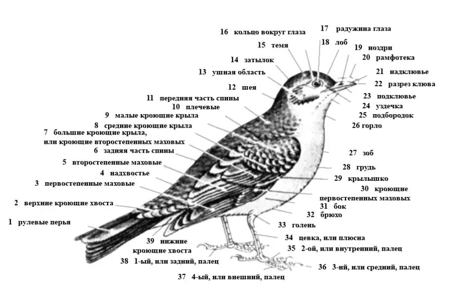 Форма тела птиц особенности строения значение. Внешнее строение кукушки. Внутреннее строение кукушки. Внешнее строение воробьинообразных. Строение дрозда внутреннее.