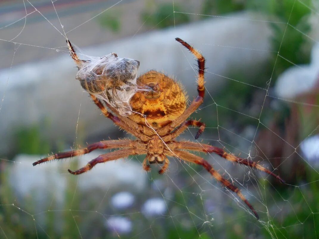 Все пауки. Паук кругопряд. Eriophora transmarina. Паук кругопряд Сибирский. Австралийский кругопряд.