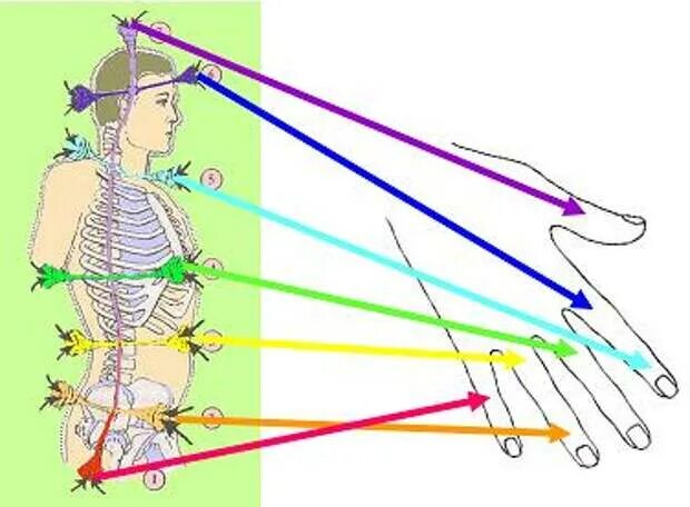 Нисходящий человек. Чакры и меридианы. Энергетические каналы пальцев рук. Энергетические потоки в теле. Чакры и каналы человека.