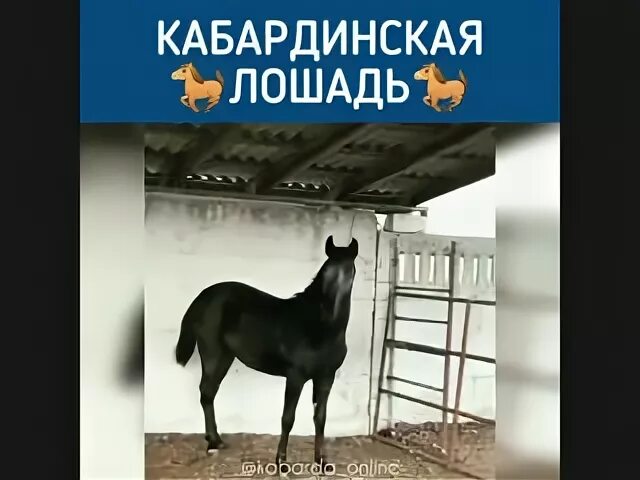 Лошадь на кабардинском языке. Клички лошадей на кабардинском языке. Породы лошадей на кабардинском языке. Фонд Кабардинской лошади.