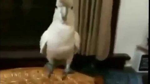 Видео попугай танцует под