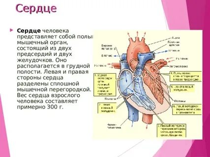 У человека сердце состоит из