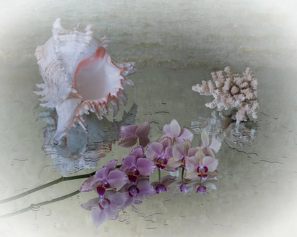 я мечтала о морях и кораллах автор