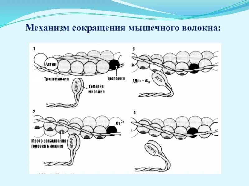Сокращение мышцы происходит в результате