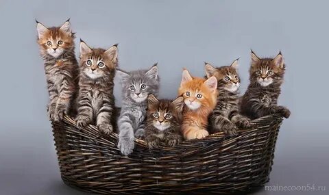 7 кошачьих