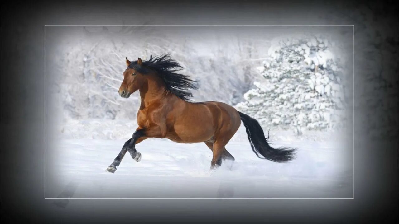 2015 год лошадь. Год лошади. 2014 Год какого коня. Когда будет год лошади. Год лошади 2026.