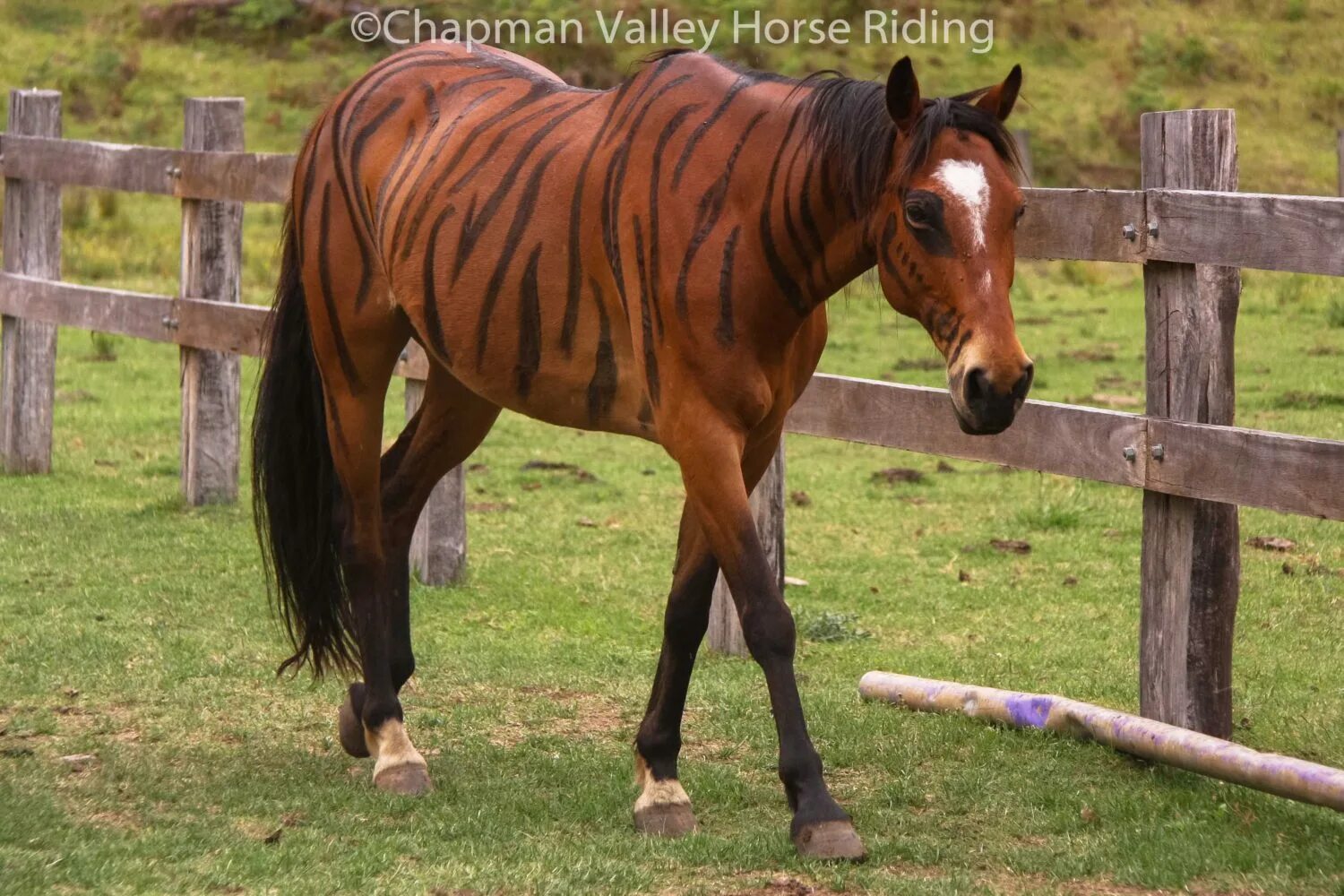 Tiger horse. Тайгер лошадь. Tiger horse. Тигр и лошадь. Тайгер лошадь.