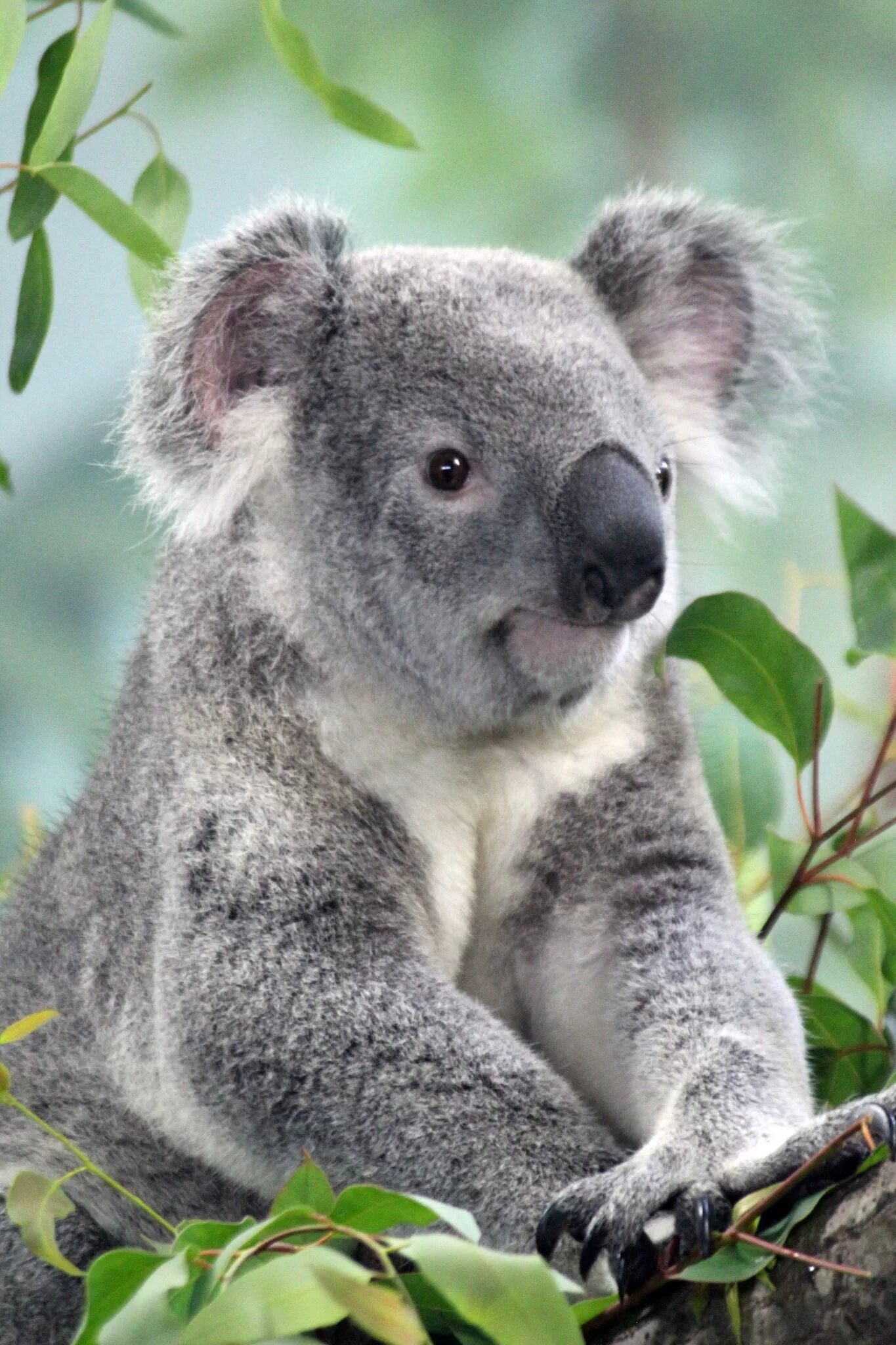 Изображение коал. Животные Австралии коала. Коала сумчатое. Медведи коалы в Австралии. Карликовая коала.