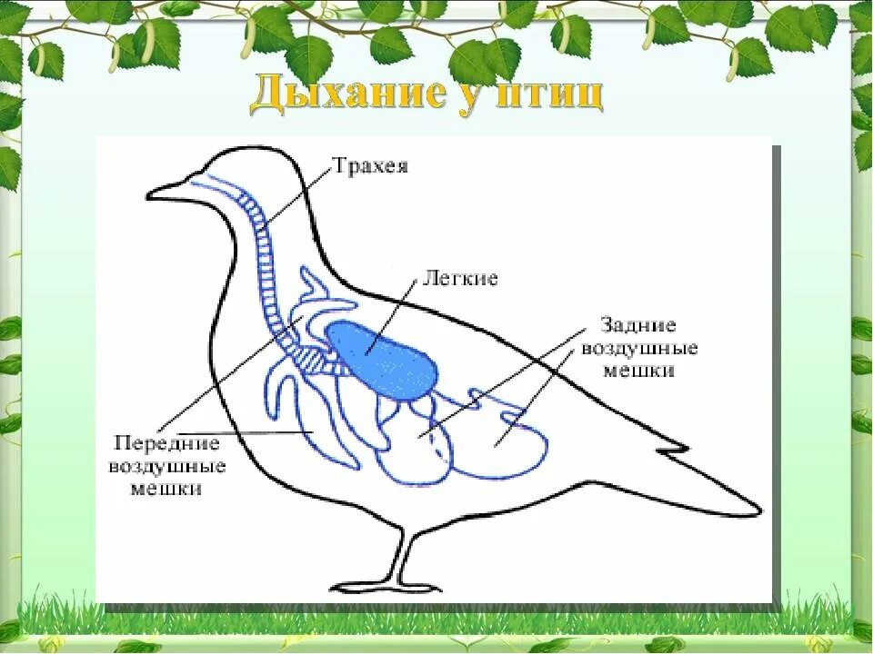 Биология система органов дыхания животных. Дыхательная система птиц. Дыхательная система животных схема. Способы дыхания животных.