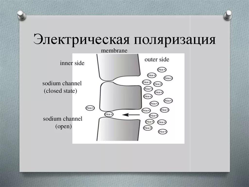 Электрическое поле. Электрическая поляризуемость. Электростатическая поляризация это. Электрическая поляризация это