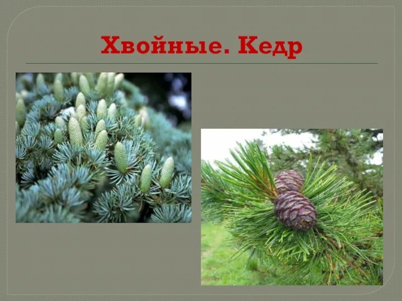 Ель это голосеменное растение. Голосеменные сосна. Голосеменные кедр. Голосеменные ель обыкновенная. Голосеменные растения сосна обыкновенная.