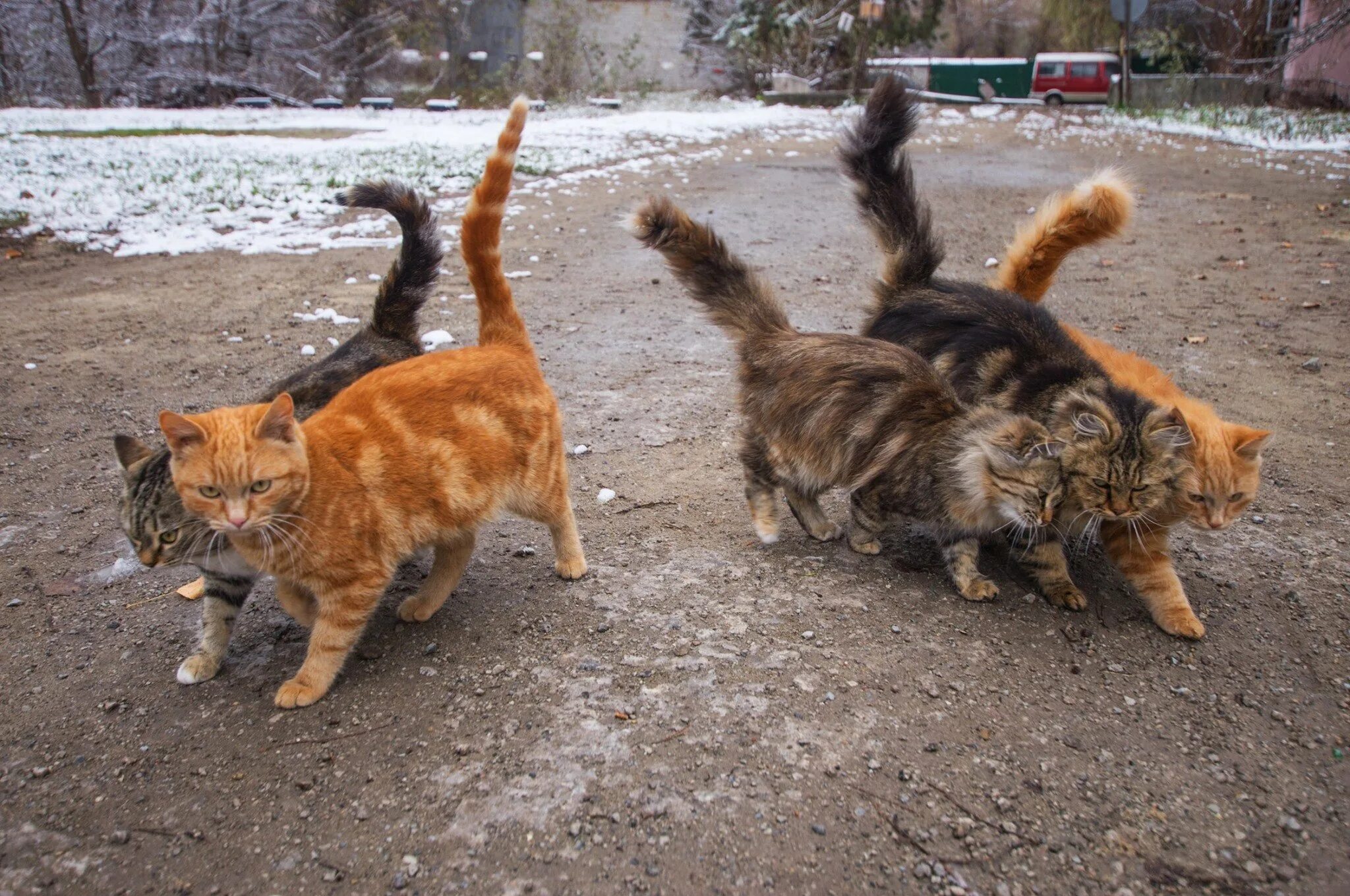 Три кошки. Группа с котами. Группа котики. Группа котов. Много кошек.