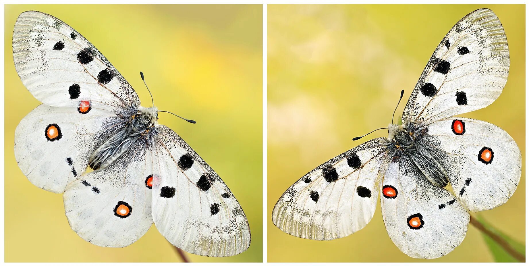 Сканворд дуаль. Парадная сканворд 7 букв. Кроссворд древняя греция с ответами и вопросами. Парадная сканворд 7 букв. Парадная сканворд 7 букв.