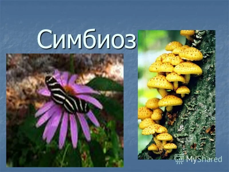 Симбиоз отшельника и актинии уровень организации