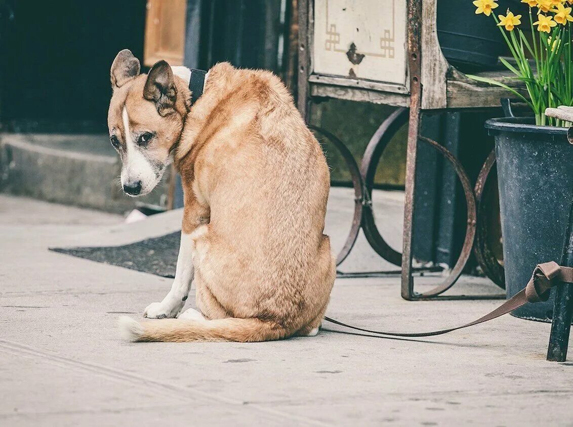 Кот возле магазина. Коты в пятерочке. Собака привязанная у магазина. Собака ждет. Настенная парковка для собак.