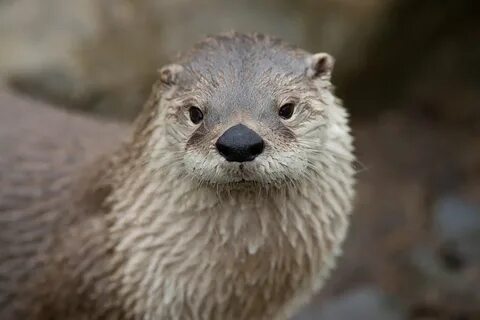 Otter перевод на русский