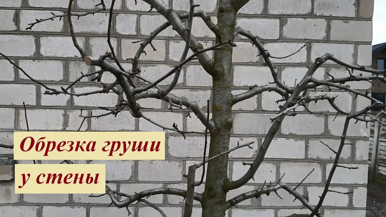 Как правильно обрезать груши видео. Обрезка груши. Обрезка груши москвичка. Обрезка груши весной волчки.