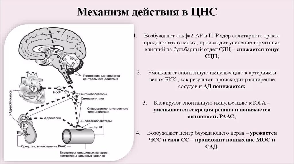 Анализы цнс. Механизмы ЦНС. Механизм действия нервной системы. Действие на ЦНС. Механизм действия наркотиков на ЦНС.