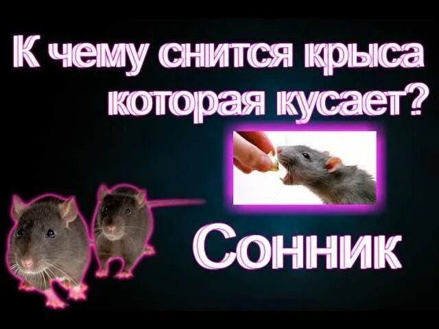 К чему снятся крысы мыши мужчине. К чему снятся крысы. К чему снится снятся крысы. Сонник-толкование снов к чему снится крыса.