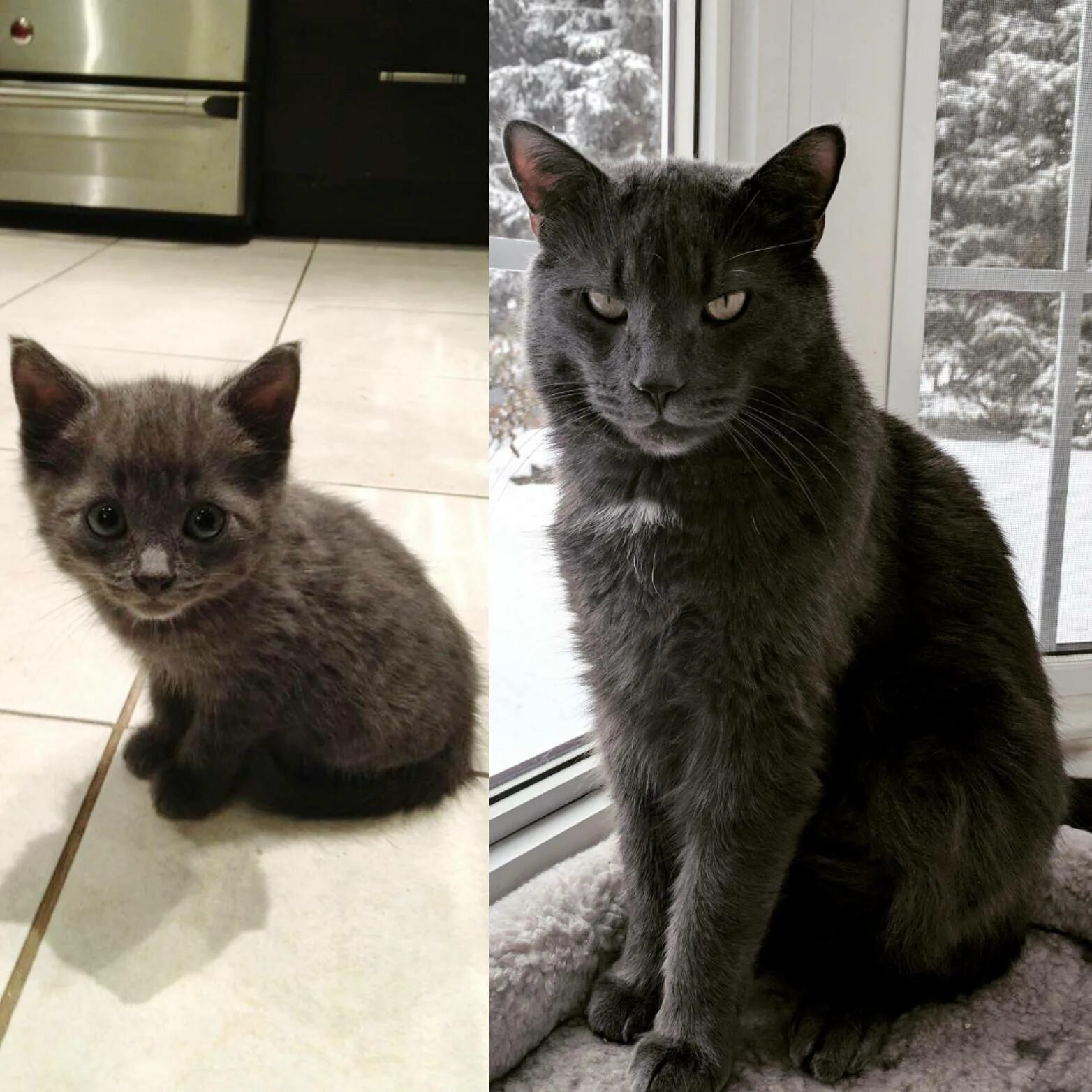 Как вырастают котята. Котенок вырос. Котята до и после. Коты до и после взросления. Обычная кошка.