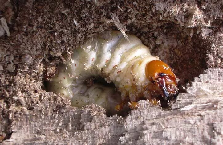 Личинка майского жука обитает. Хрущ Жук личинка. Хрущ личинка майского жука.