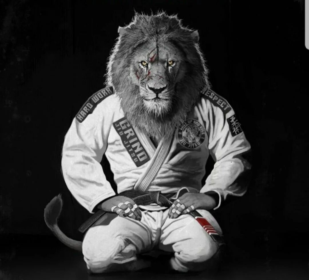 Кунг фу удар тигра. Животные боевые искусства. Звери бойцы джиу джитсу. Животные боевые искусства. Животные боевые искусства.