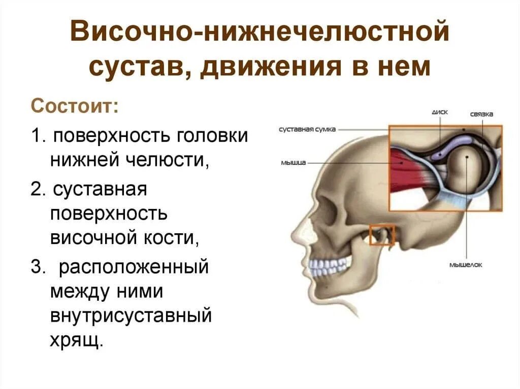 Нижний челюстной сустав. Височно-нижнечелюстной сустав анатомия. височно-нижнечелюстной сустав движения в нем. строение нижнечелюстного сустава анатомия. суставные поверхности внчс.