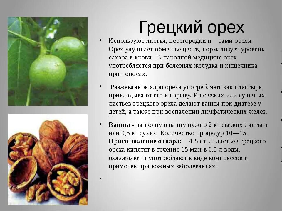 Почему грецкий орех называется грецким. Грецкий орех дерево описание. классификация плодов грецкий орех. грецкий орех описание. дерево грецкого ореха характеристика.