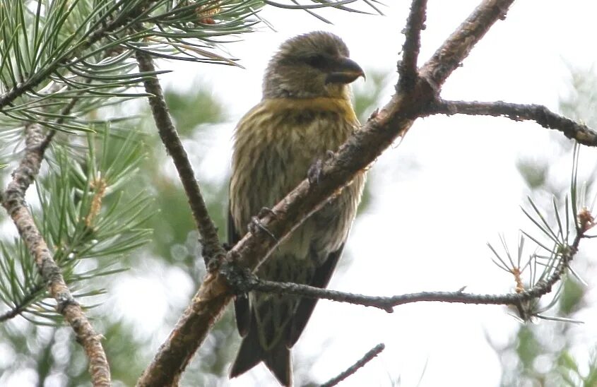 Птицы архангельской области названия. Loxia pytyopsittacus. Клёст-Сосновик. Птицы Архангельской области. Лесные птицы Архангельской области.