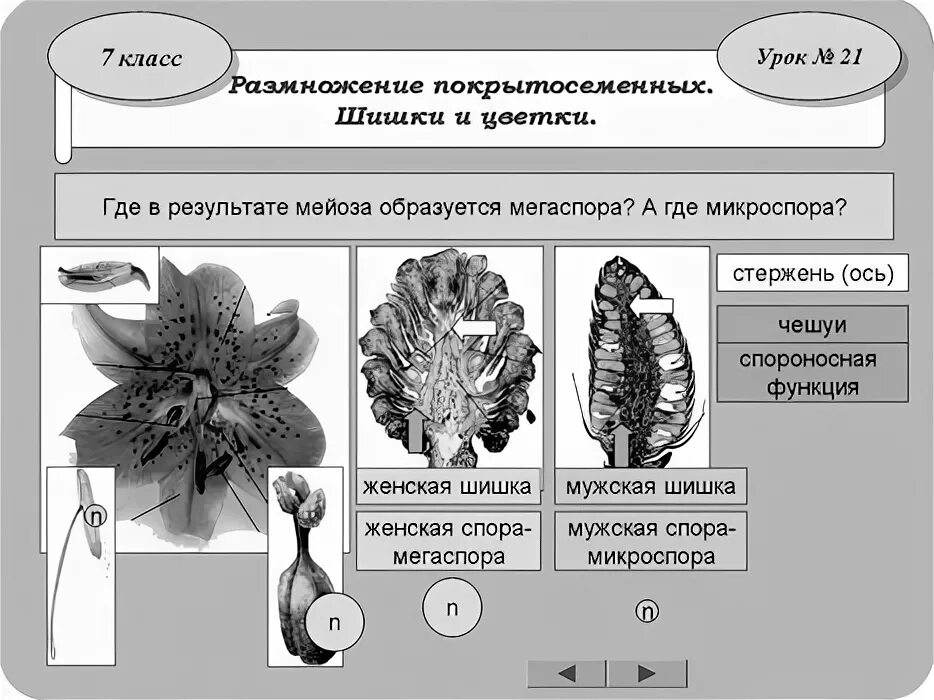 Урок размножение 9 класс