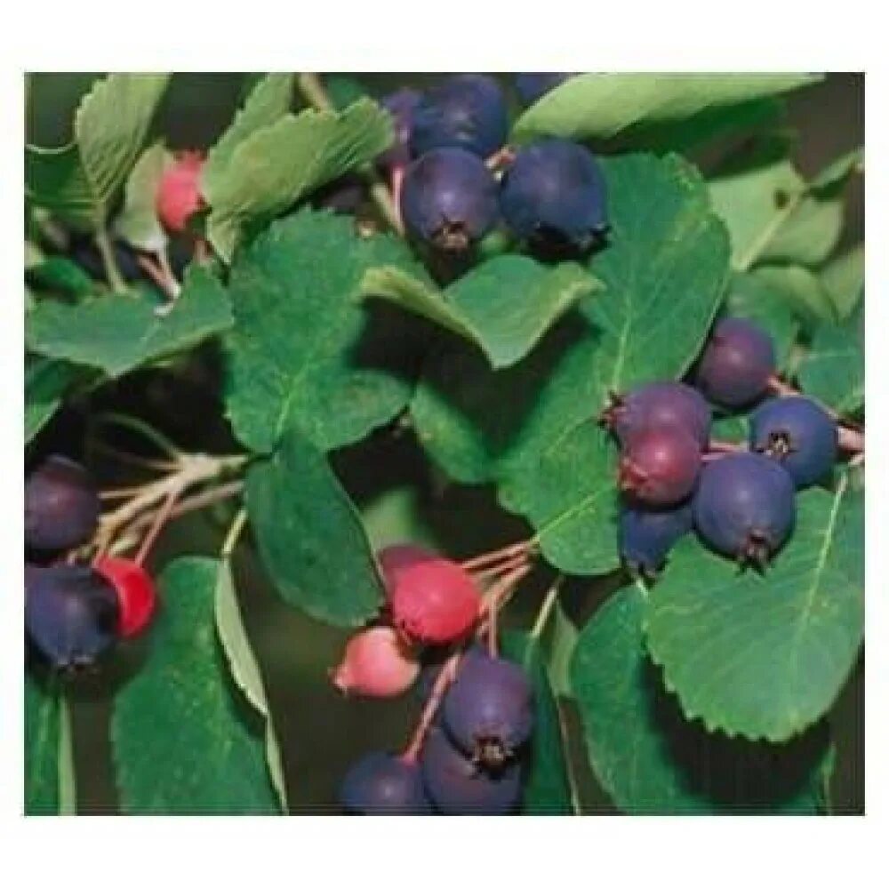 Ирга что можно из нее. Ирга ольхолистная «mandan». ирга ольхолистная amelanchier alnifolia. ирга канадская mandan. ирга канадская (с2).