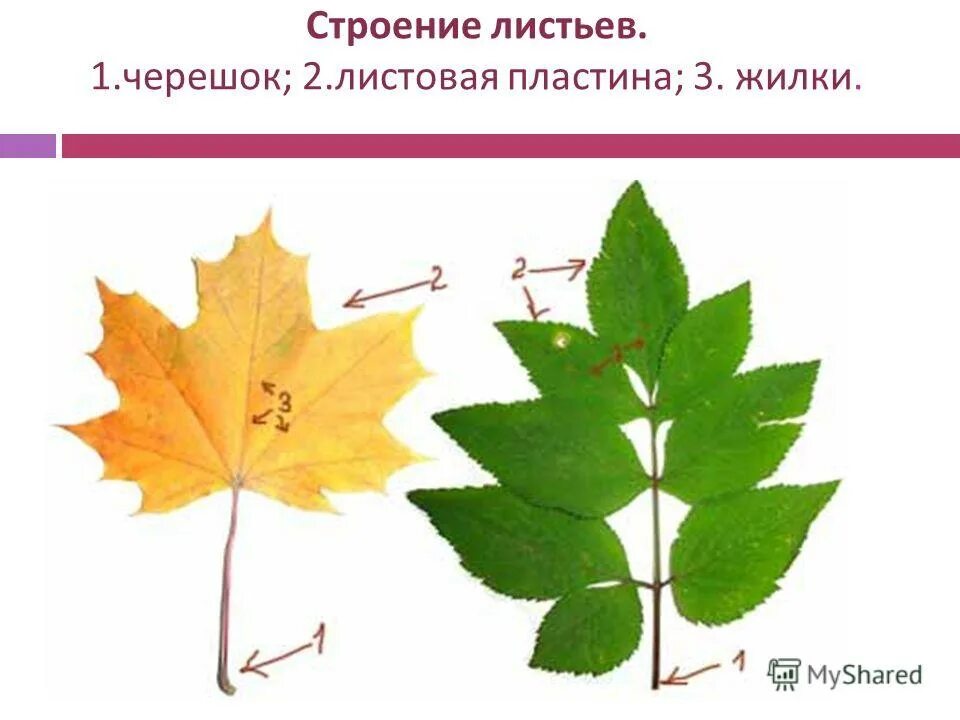 Вера нарисовала в альбоме листья дуба клена и березы покажи горизонтальными отре