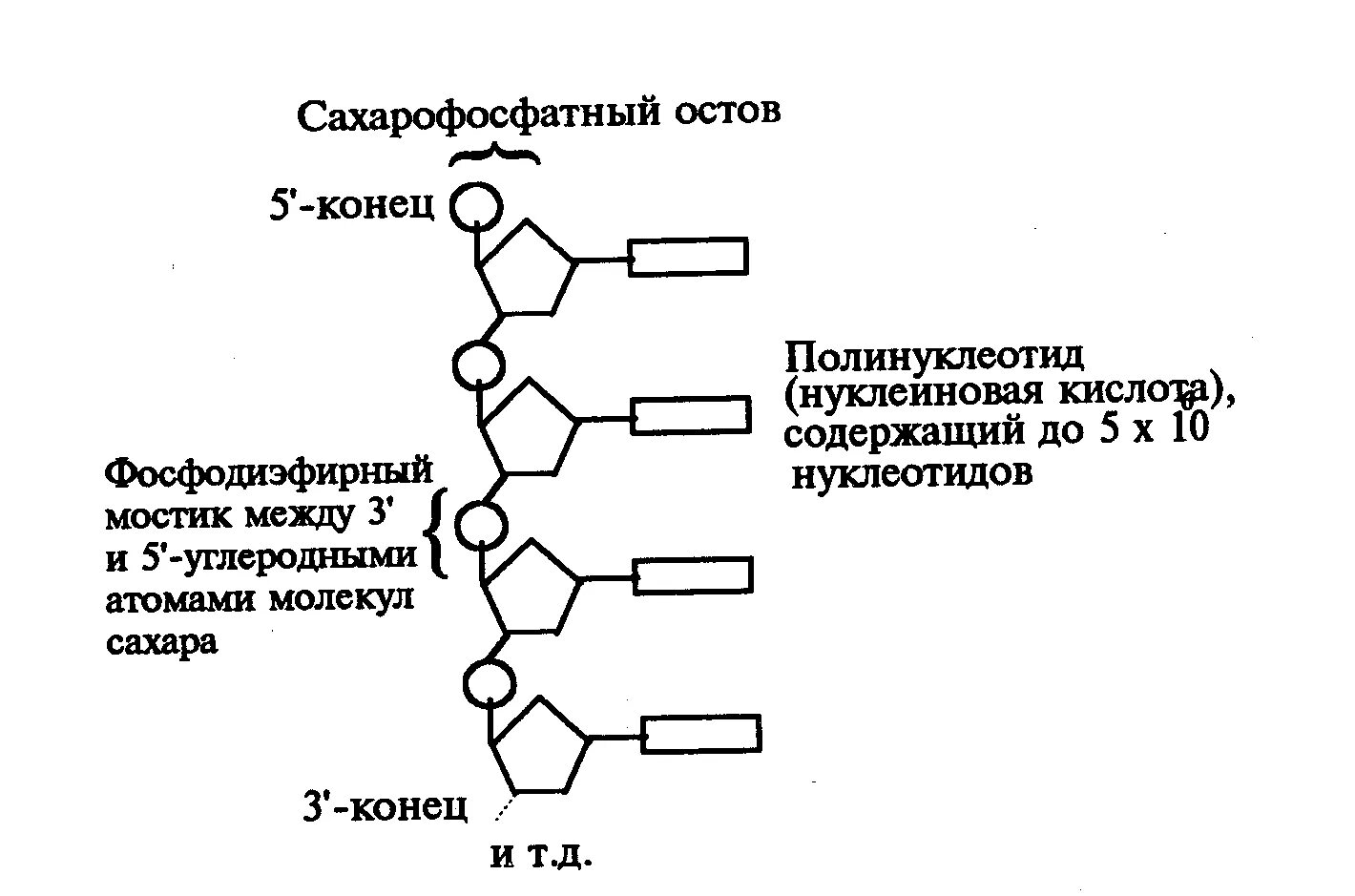 Соединение нуклеотидов днк. Полинуклеотид схема. Сахарофосфатный остов ДНК. Сахарофосфатный остов РНК. Полинуклеотид ДНК.