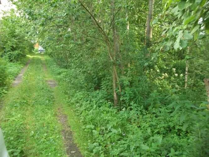 Купить участок снт родники. СНТ Родник Родник. СНТ Родник 1. СНТ Родник 1 Солнечногорский район. Деревня Шелепаново Солнечногорский район.