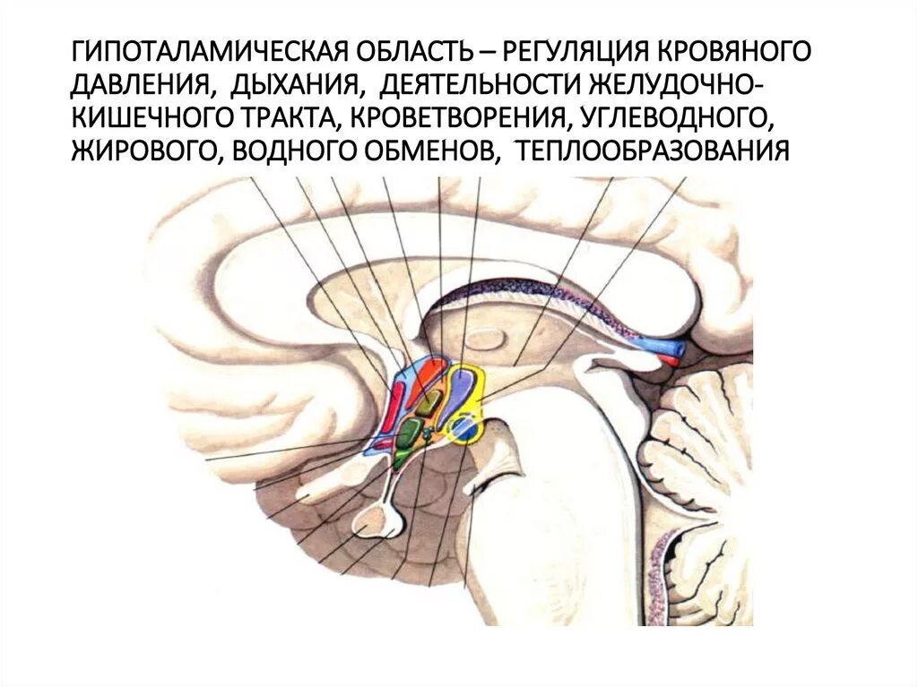 Преоптические ядра гипоталамуса. Ядра передней области гипоталамуса. Гипоталамус анатомия строение. Гипоталамическая регуляция. Центр регуляции кровяного давления