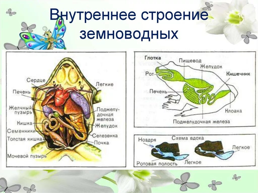 Земноводные печень. Класс земноводные строение лягушки. Внутреннее строение амфибии лягушки. Земноводные внешнее строение лягушки. Внутреннее строение лягушки схема.