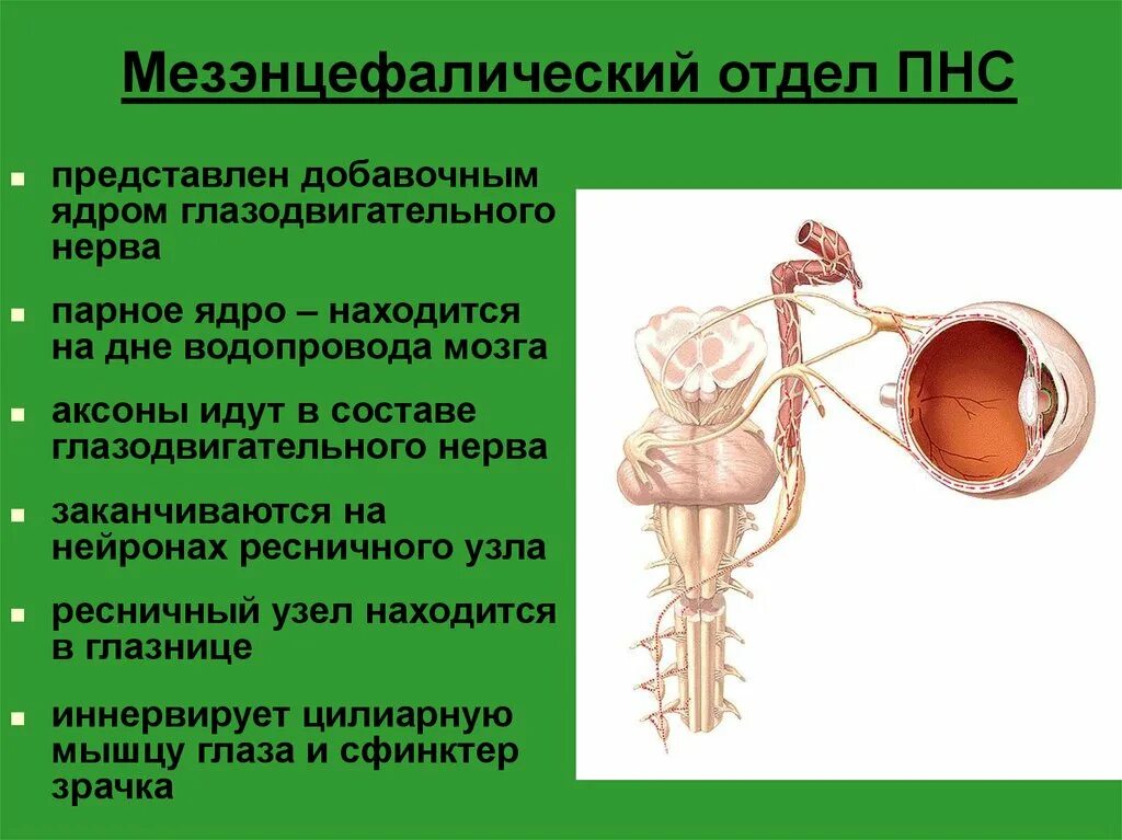 Мезэнцефалический отдел. Мезэнцефалический отдел парасимпатической. Мезенцефальный отдел парасимпатической нервной системы. Мезенцефалический отдел среднего мозга. Вегетативным является ядром