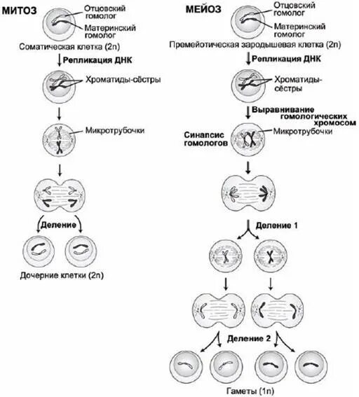 Схема митоза и мейоза. Этапы мейоза и митоза схема. Митоз схема с хромосомами. Схема митоза и мейоза ЕГЭ.