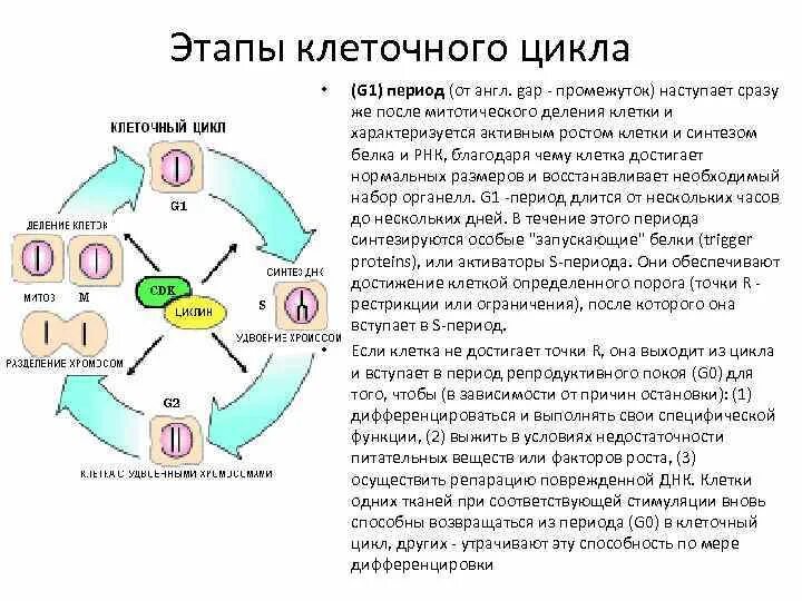 Накопление энергии для деления клетки. Жизненный цикл эукариотической клетки схема. Фазы клеточного цикла схема. Фазы деления клетки g1 g2. Фазы жизненного цикла клетки.