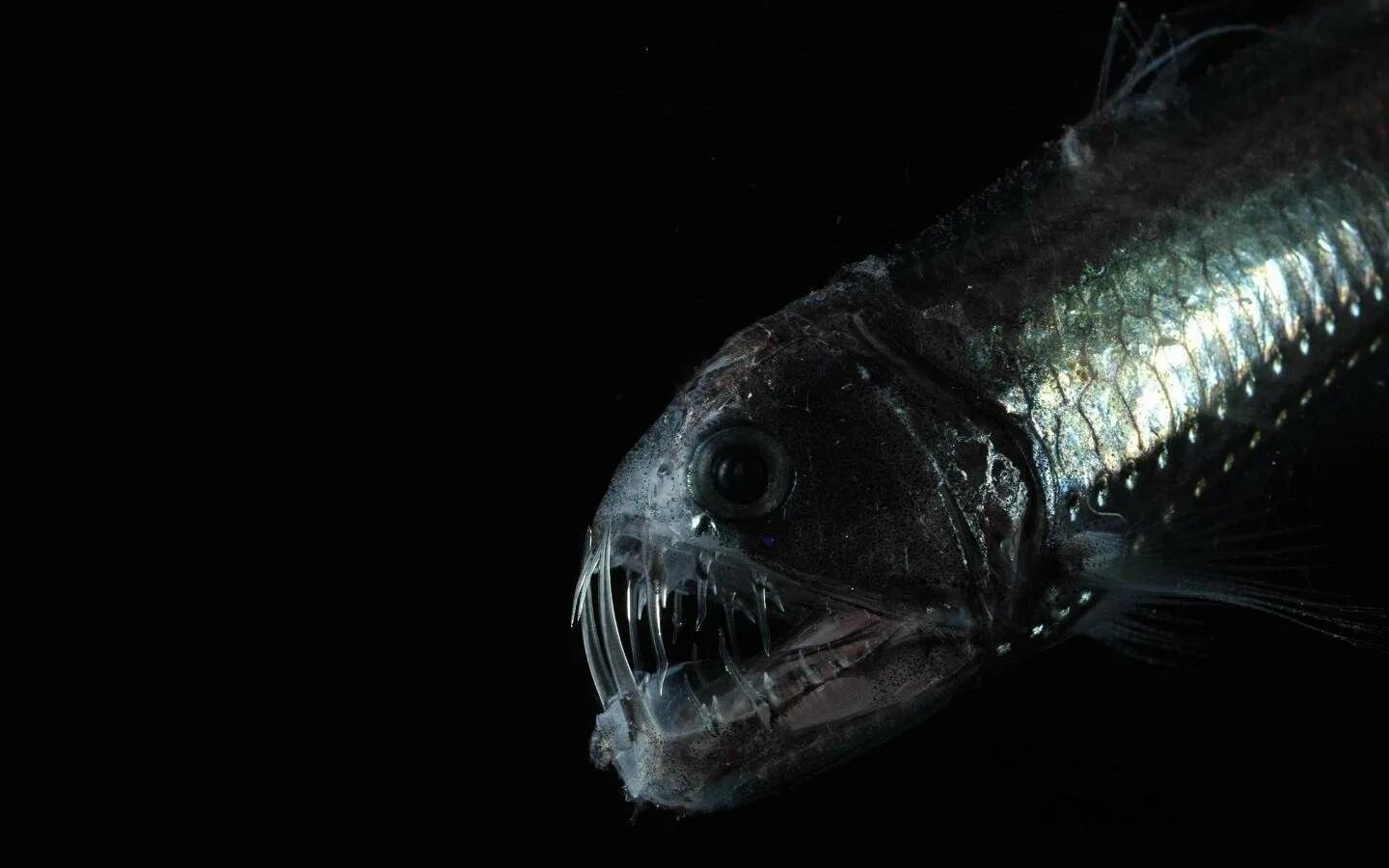 Scary fish