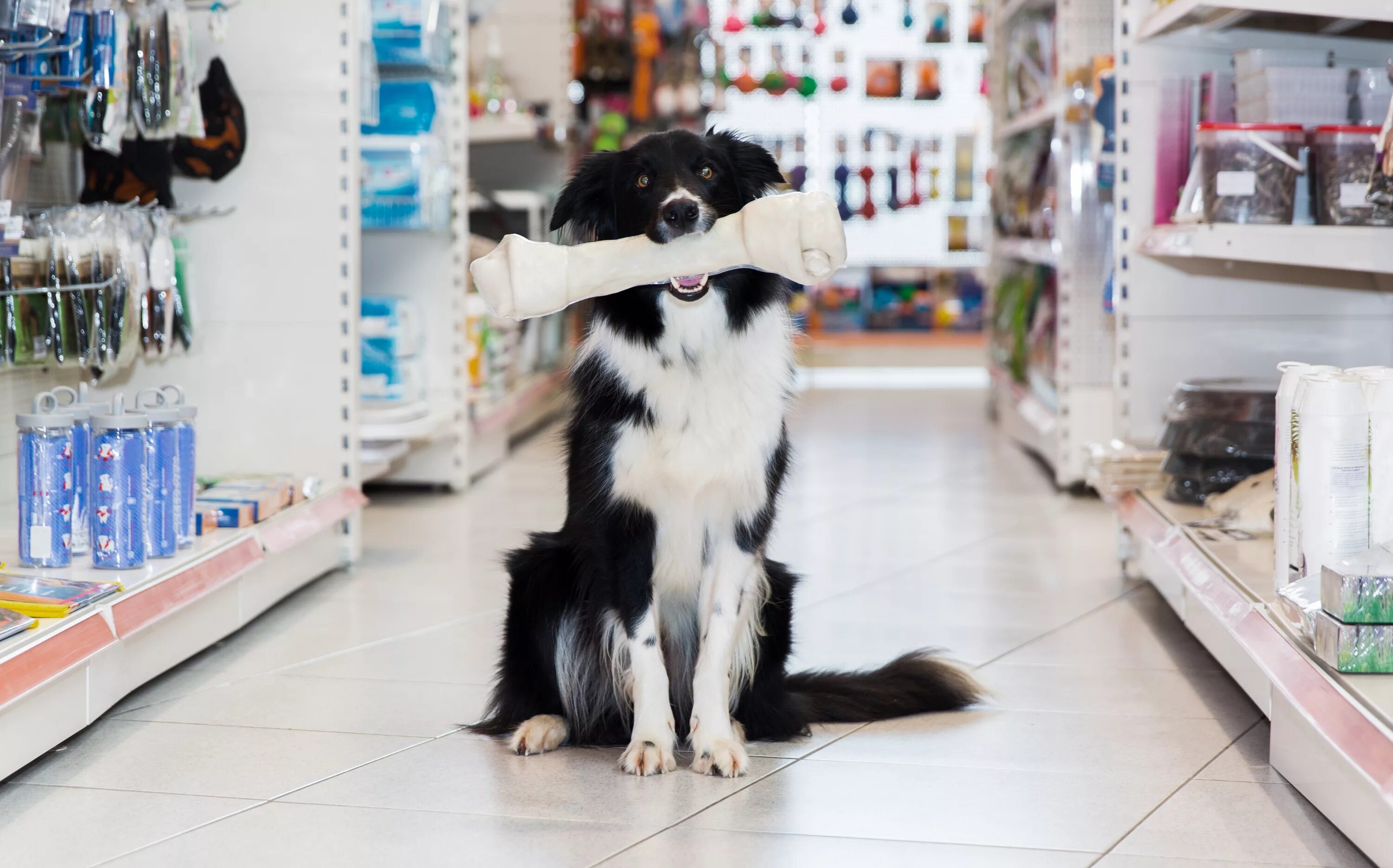 Pet shop магазин. Магазин животных. Собака в зоомагазине. Зоотовары товары для животных. Зоомагазин животных.