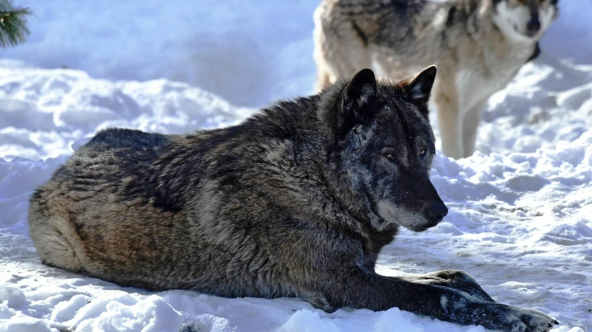 Тундровый волк. Волки в Алтайском крае. Волк Дальневосточный. Волки на Дальнем востоке. Водятся ли волки