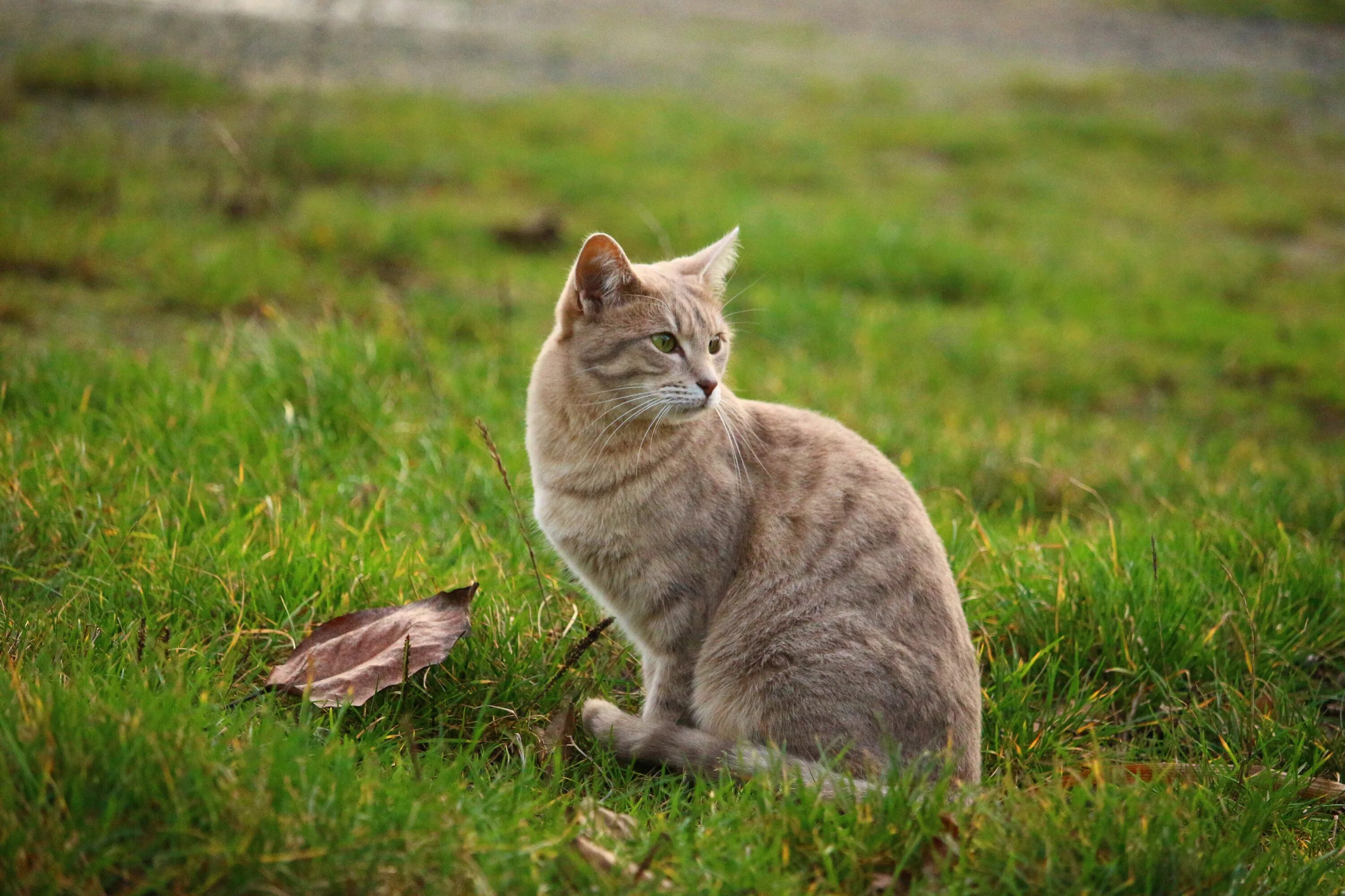 Есть кот молодой. Котенок на лугу. молодой кот. луговая кошка. кошка это млекопитающее.